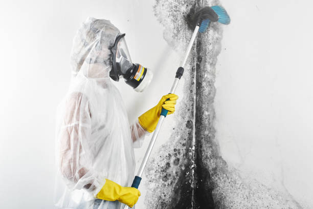 Professional Mold Removal in Oakdale, MN
