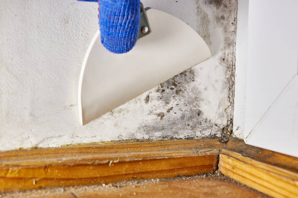 Best Post-Remediation Verification Testing  in Oakdale, MN